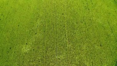 Rüzgarda hareket eden pirinç tarlasının havadan görünüşü