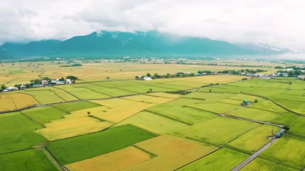 Letecký Pohled Krásná Rýžová Pole Chishang Township Taitung County Tchaj — Stock video