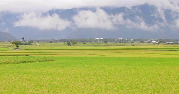 Piękne Pola Ryżowe Chishang Township Taitung County Tajwan Jesienią — Wideo stockowe