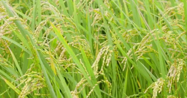 稻种在绿地里被风吹走了 — 图库视频影像