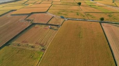 Pirinç tarlasında çalışan hasat makinesinin hava görüntüsü.