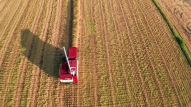 Pirinç tarlasında çalışan hasat makinesinin hava görüntüsü.