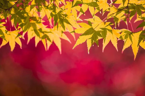 Kırmızı Sarı Sonbahar Yaprakları Arka Plan — Stok fotoğraf