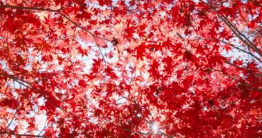 Güneşli güzel kırmızı ve yeşil sonbahar yaprakları (8K)