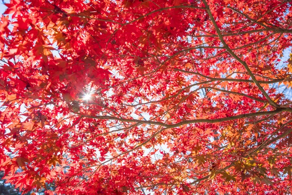 Kırmızı Turuncu Sonbahar Yaprakları Güneş Işığı Arka Planı — Stok fotoğraf