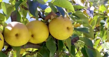 Armut ağacının dallarında sallanan armut meyveleri. 