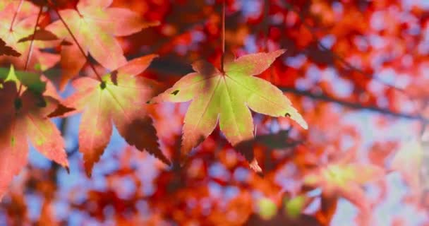 Красные Зеленые Осенние Листья Сиянием Солнца — стоковое видео
