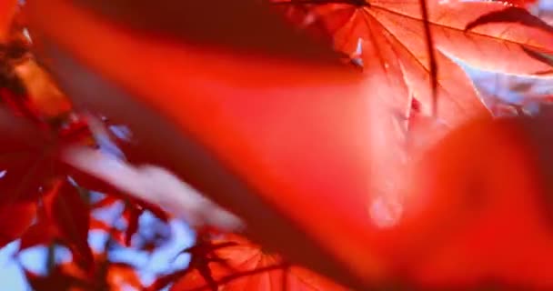Mooie Rode Groene Herfstbladeren Met Zonneschijn — Stockvideo