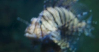 Aslan balığı pterois balığı suyun altında yüzüyor.