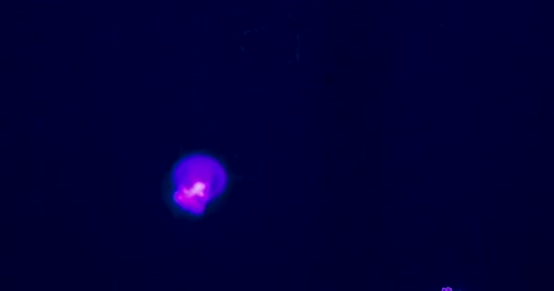 Neonowa Meduza Oświetlona Kolorem Światła Pod Wodą — Wideo stockowe
