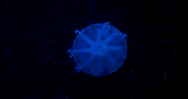 Голубая Медуза Освещается Цветом Света Водой — стоковое видео