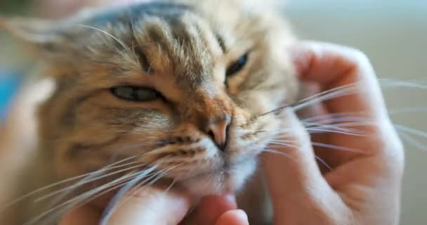 Γάτα Χαλαρωτικό Και Πάρει Μασάζ Στο Πρόσωπο — Αρχείο Βίντεο