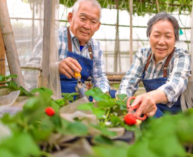 Mutlu yaşlı çift bahçede çalışıyor ve çilekleri kontrol ediyor.