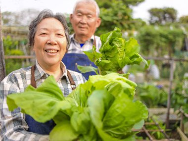 Mutlu yaşlı çiftçi sebze bahçesinde taze yeşil sebze gösteriyor.