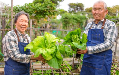 Mutlu yaşlı çiftçi sebze bahçesinde taze yeşil sebze gösteriyor.