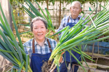 Mutlu yaşlı çiftçi sebze bahçesinde taze yeşil sebze gösteriyor.