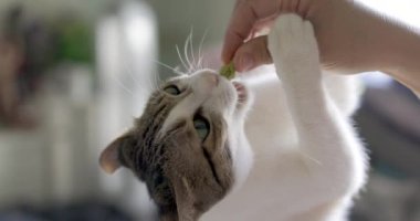 Komik kedi, sahibinin elinden yemek istiyor.