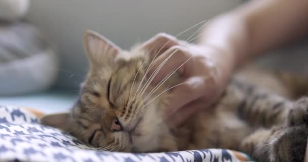 Hand Scratching Cat Sofa Home — Stock Video