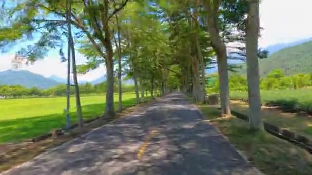 아름다운 나무들 질주하는 도로를 늘어서 — 비디오