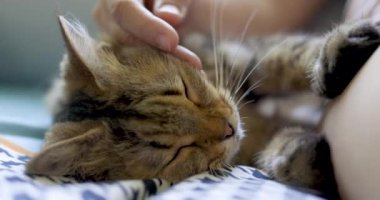 Kedi uyuyor ve kadın yüzüne masaj yaptırıyor.