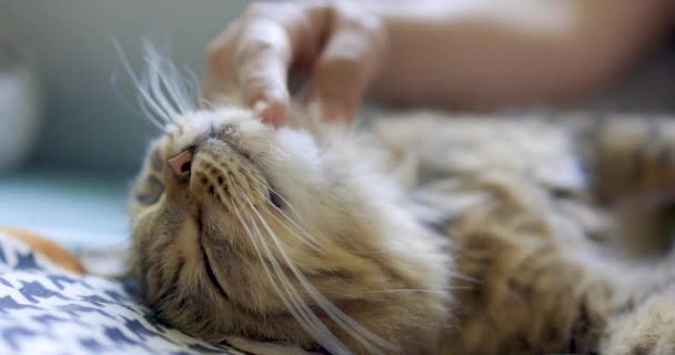 Kočka Spací Dostat Masáž Obličej Ženě — Stock video