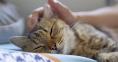 Kedi uyuyor ve kadın yüzüne masaj yaptırıyor.