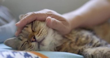 Kedi uyuyor ve kadın yüzüne masaj yaptırıyor.