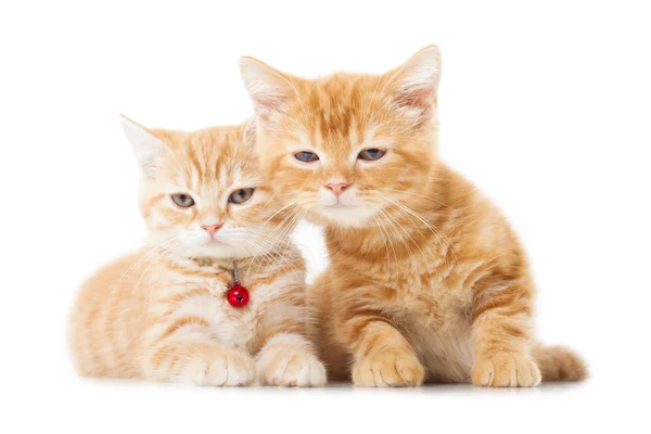 Two little Ginger british shorthair cats over white background — Stock Photo, Image