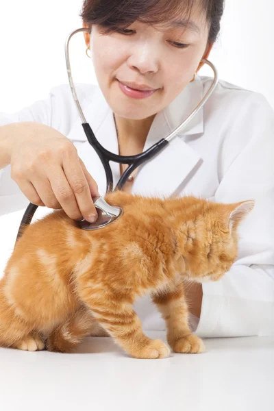 Sevimli kedi kliniğinde muayene yapıyor kadın veteriner — Stok fotoğraf