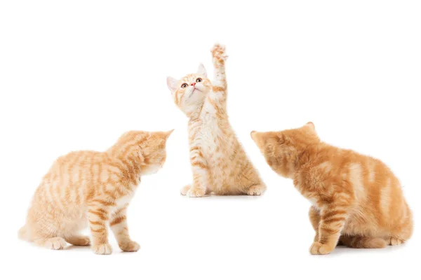 Grupo de pouco gengibre britânico shorthair gatos — Fotografia de Stock