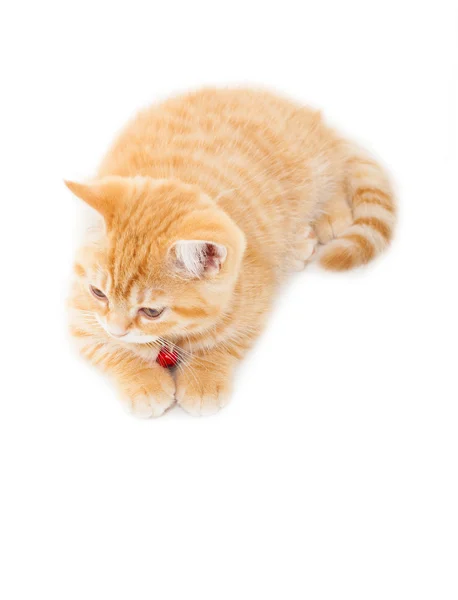 Sedikit Ginger Inggris kucing pendek di atas latar belakang putih — Stok Foto