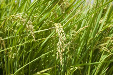 çeltik pirinç alan arka plan closeup. Gıda ve doğal kavramı