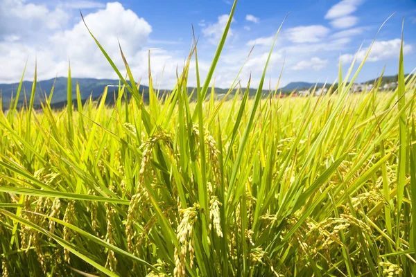 Champ de riz vert avec ciel et fond nuageux — Photo