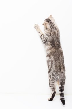 arka, bir şey yakalamak ve kedi ayakta