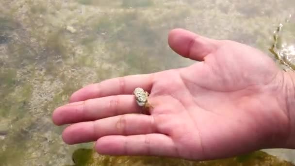 释放一只螃蟹在水中 — 图库视频影像