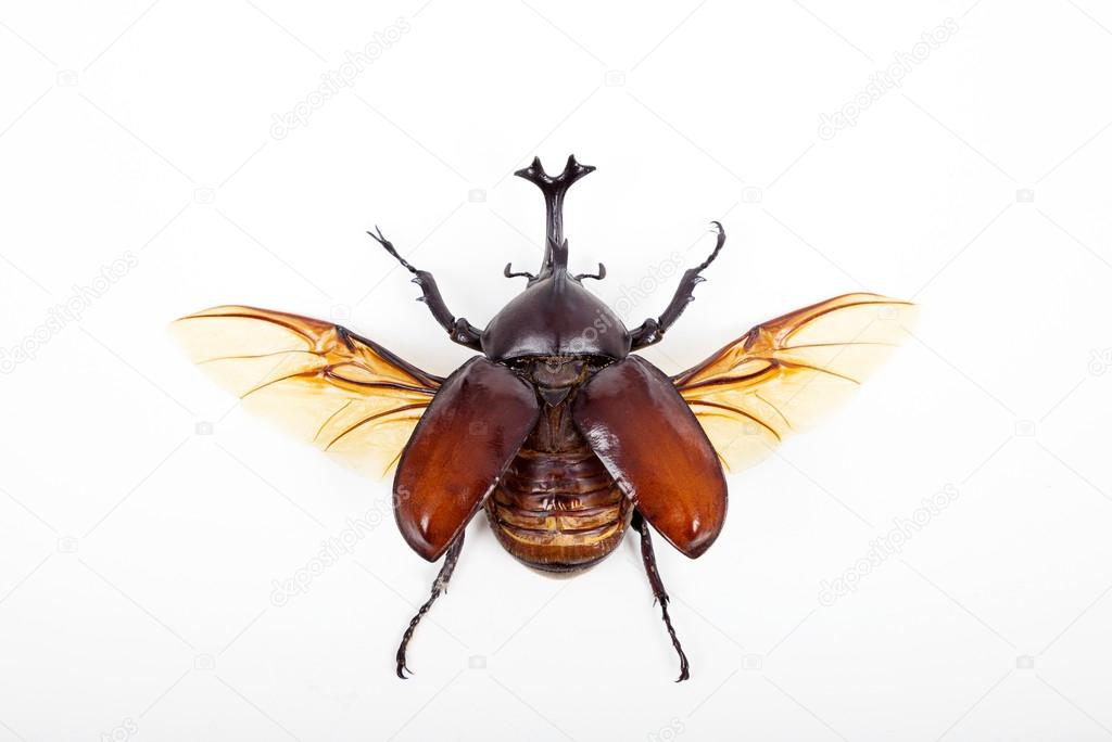 insecto de escarabajo cuerno grande aislado sobre fondo blanco 2022