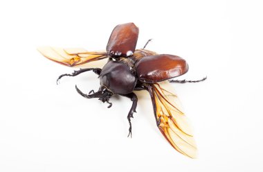 Beyaz arka plan üzerinde izole büyük boynuz böceği böcek