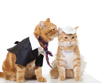 beyaz izole aşık iki kedi