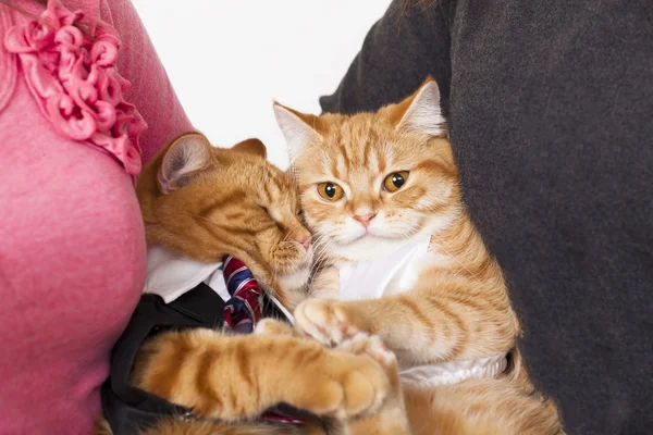 Two cats in love with owners — Stock Photo, Image