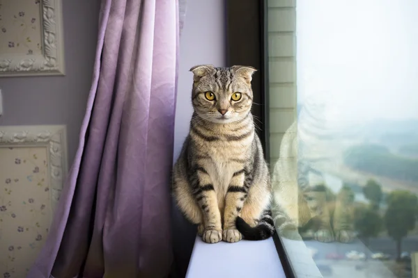 Piękny kot siedzi w oknie — Zdjęcie stockowe
