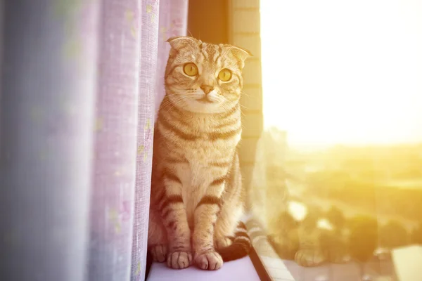 Gato bonito sentado em uma janela com fundo de luz solar — Fotografia de Stock