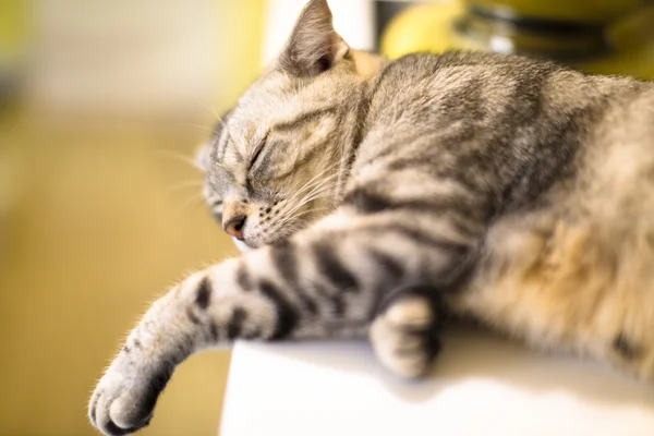 Gato bonito dormindo na plataforma — Fotografia de Stock