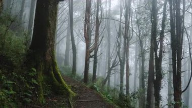 Ağaçtan adımları olan sisli orman yolu