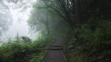 Ağaçtan adımları olan sisli orman yolu