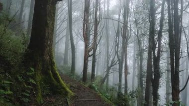 Ağaçtan adımları olan sisli orman yolu