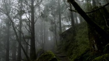 Ağaçtan adımları olan sisli orman yolu
