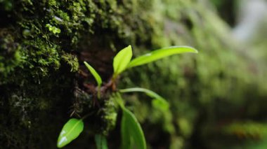 Yeşil Ormanda Yosun