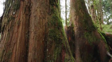 Yeşil ormandaki yaşlı ağaç