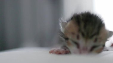 Küçük yeni doğmuş güzel kedi ve insan arkadaşlığı kavramı ağır çekim