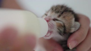 Yeni doğmuş şirin, kör kediyi bir şişe kedi sütüyle beslemeye yakın.